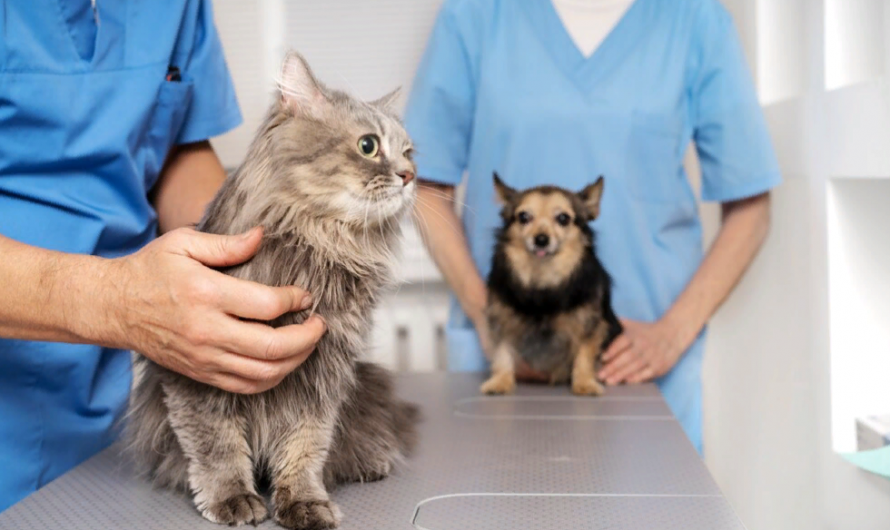 Современная ветеринарная клиника: Лидер в области ухода за домашними животными